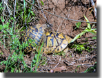Testudo hermanni
